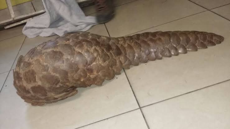 Police officer and accomplice in the dock for dealing in pangolin