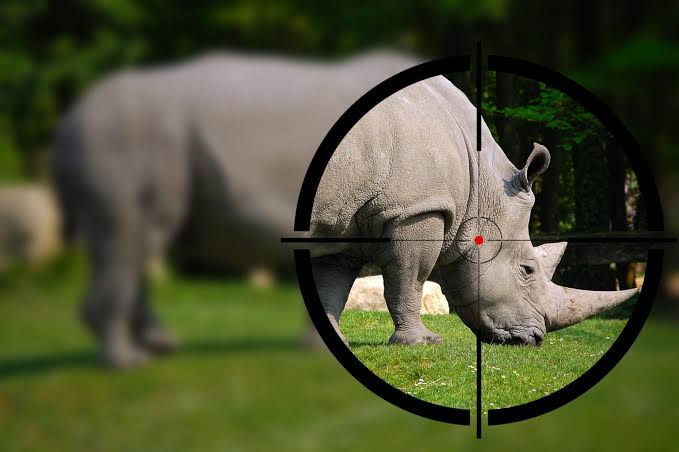 Rhino poacher jailed for 30 years